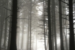 Macc Forest, Charity Lane. Photo: Tim Taylor