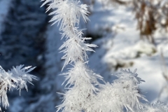 Hoar frost on bracken, Bretton Clough. Photo: John Beatty Hoar frost on bracken, Bretton Clough. Photo: John Beatty