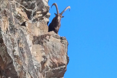 Feb25-Cogne-Ice-climbing-trip-Nosy-Neighbour-Photo-Bill-Deakin