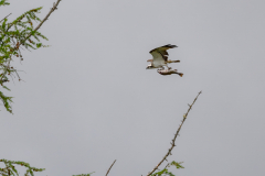 osprey-with-fish-scotland-june-2023