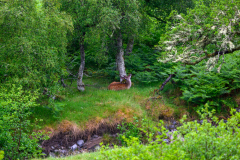 red-deer-cnoc-an-earraich-june-2023-stuart-coleman